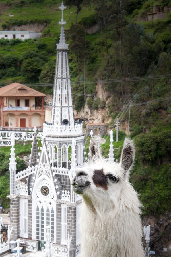 Llama y Santuario Las Lajas al fondo en Ipiales, S...