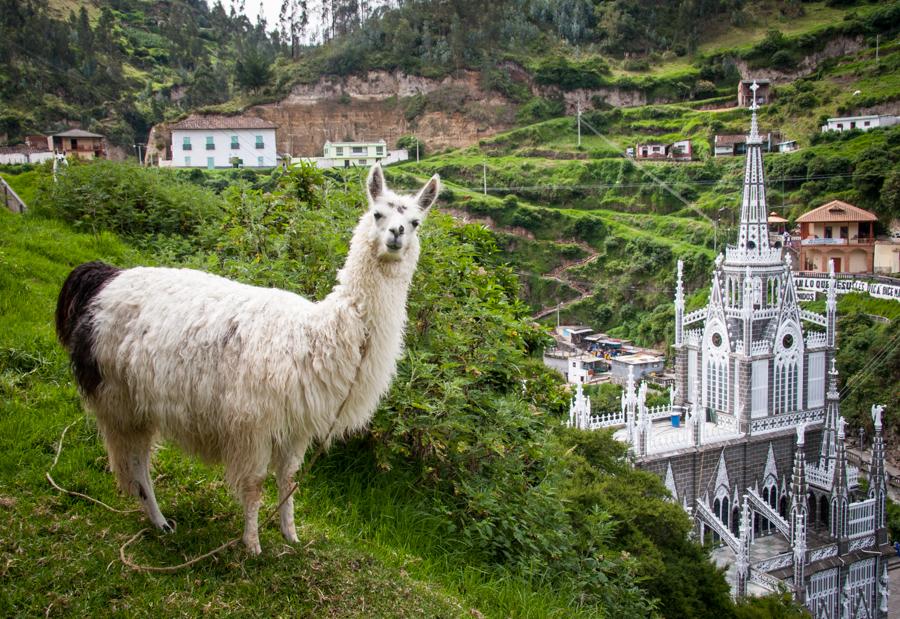 Llama y Santuario Las Lajas al fondo en Ipiales, S...