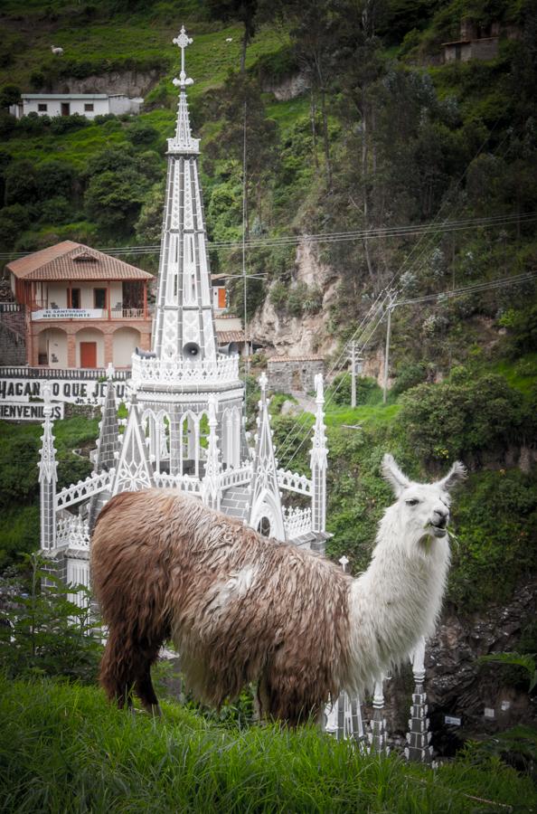 Llama y Santuario Las Lajas al fondo en Ipiales, S...