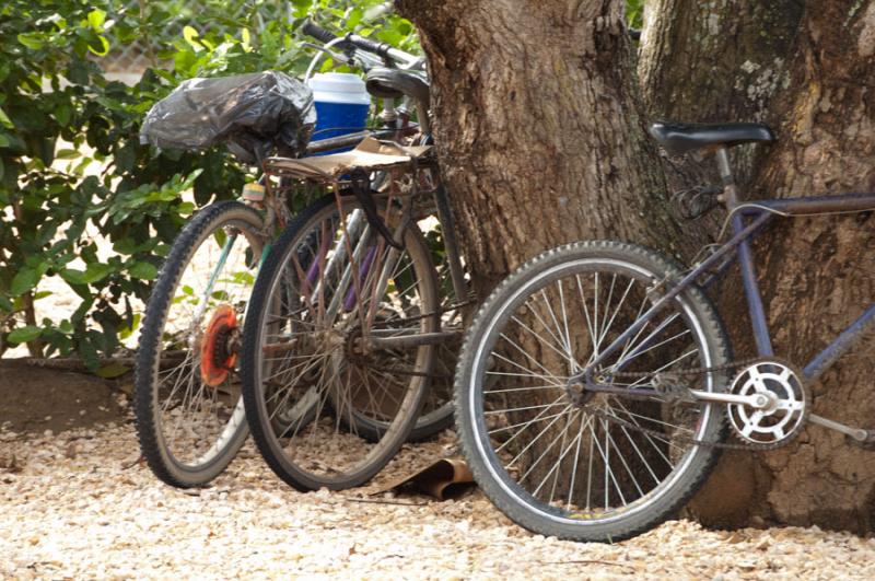 Bicicletas junto a un Arbol