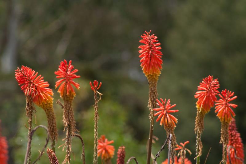 Primer Plano de unas Kniphofia