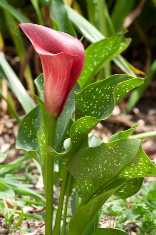 Lirio de Agua Rosado