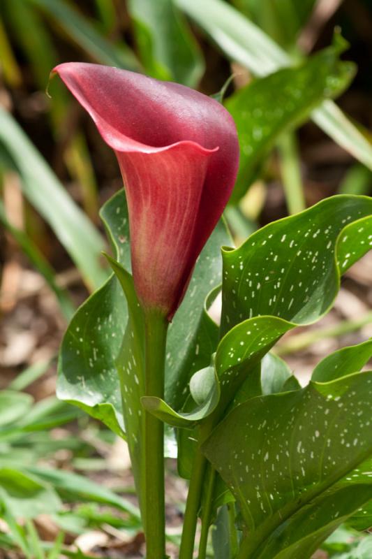 Lirio de Agua Rosado