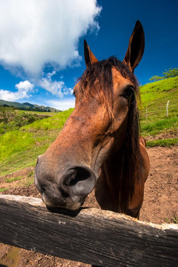 Caballo