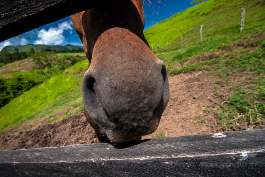 Hocico de un Caballo