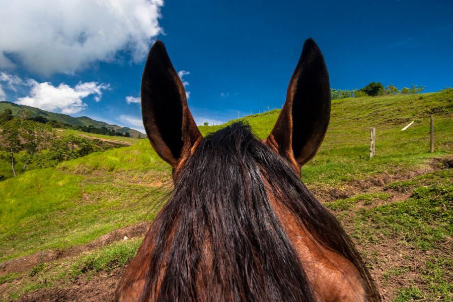 Detalle de un Caballo