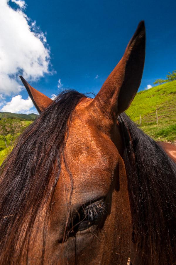 Detalle de un Caballo