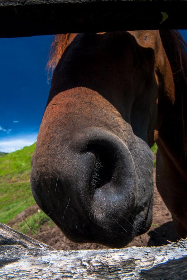 Hocico de un Caballo