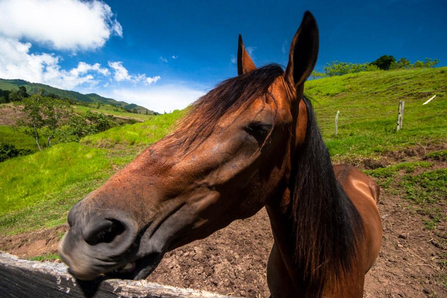 Caballo