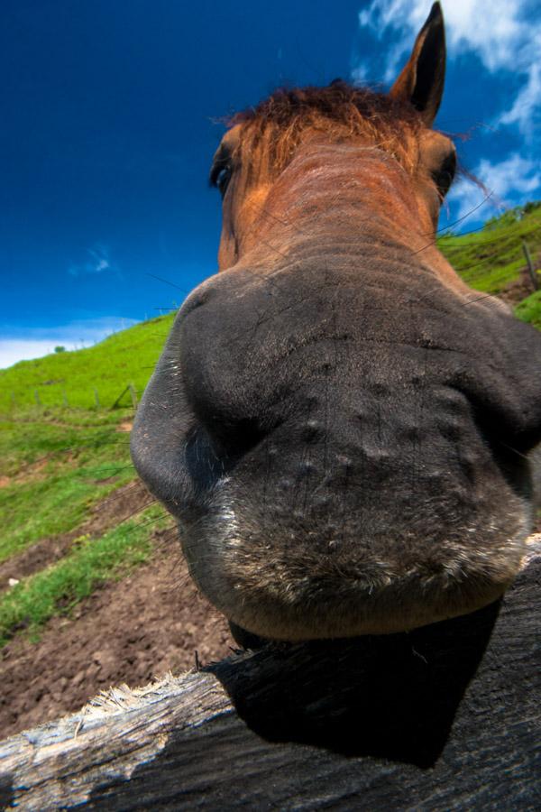 Hocico de un Caballo