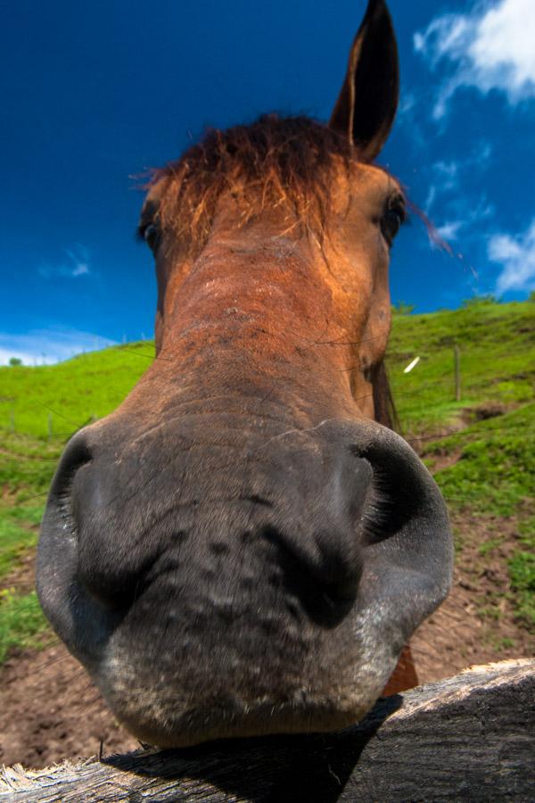 Caballo