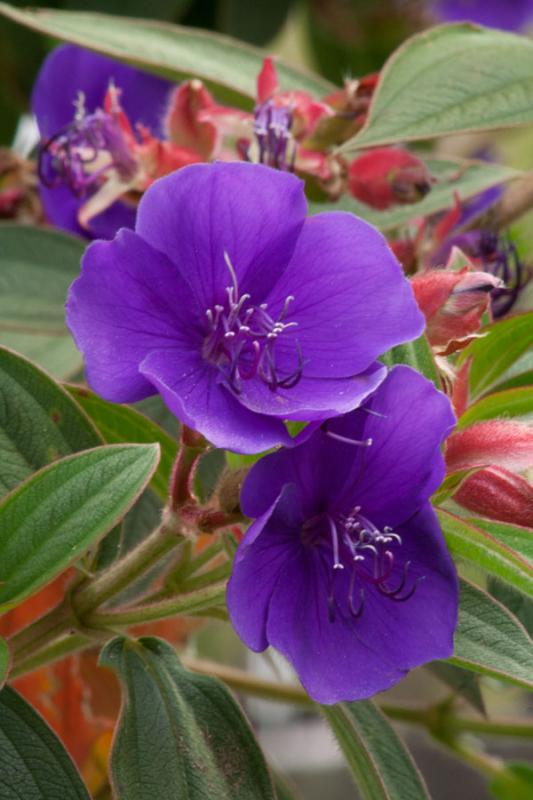 Primer Plano de una Tibouchina granulosa