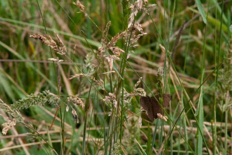 Mariposa en las Espigas