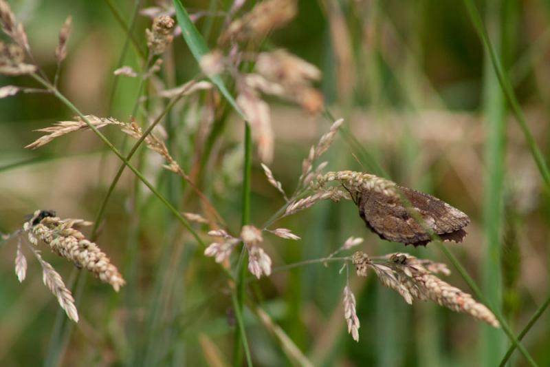 Mariposa en las Espigas