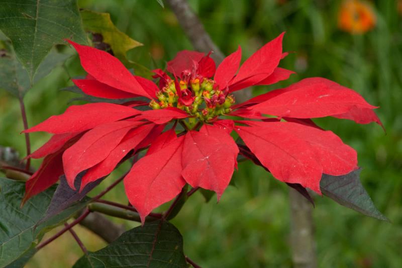 Flor de Pascua