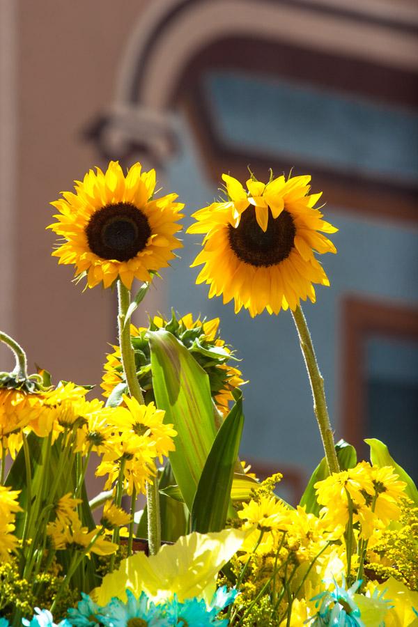 Girasoles