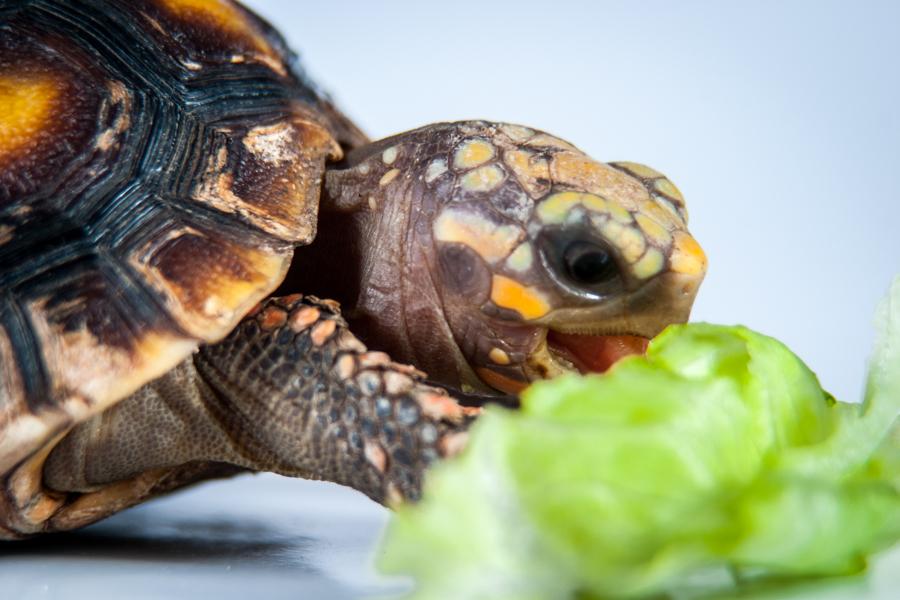 Tortuga Comiendo lechuga