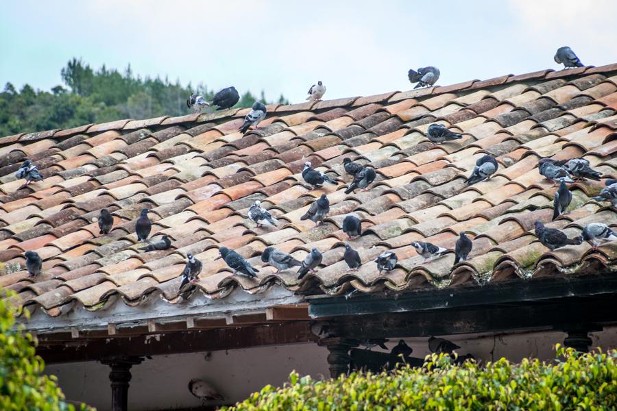 Palomas en un techo rustico