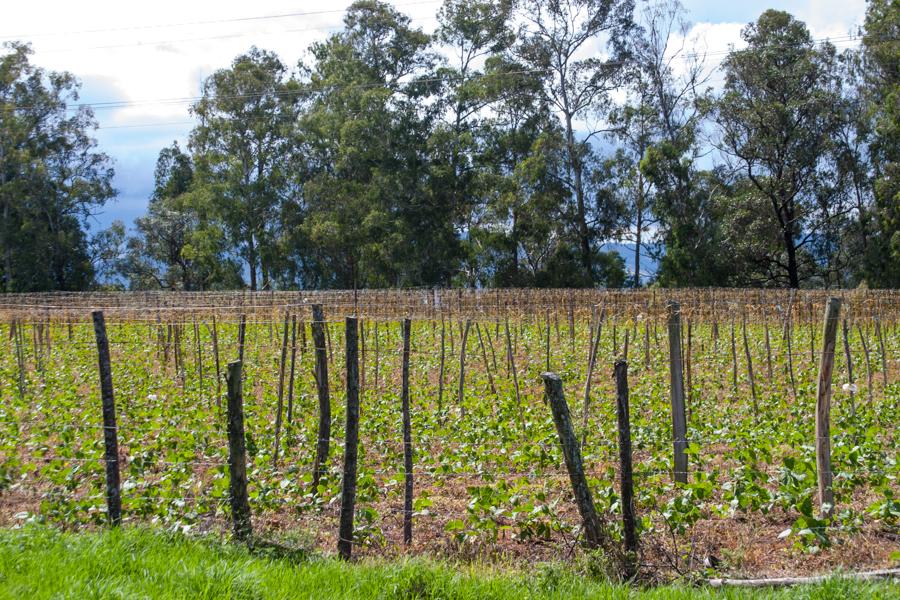 Cultivo de verduras