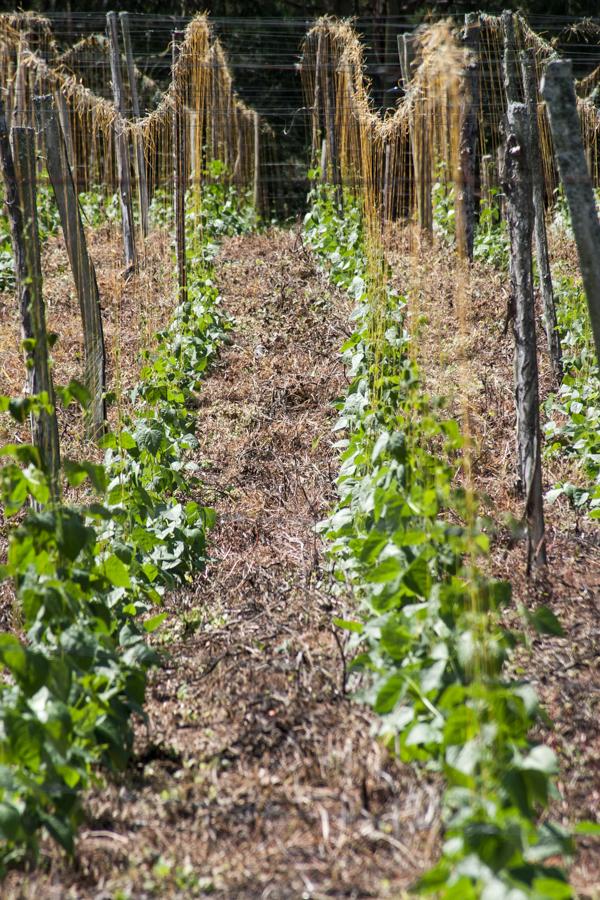 Cultivo de verduras