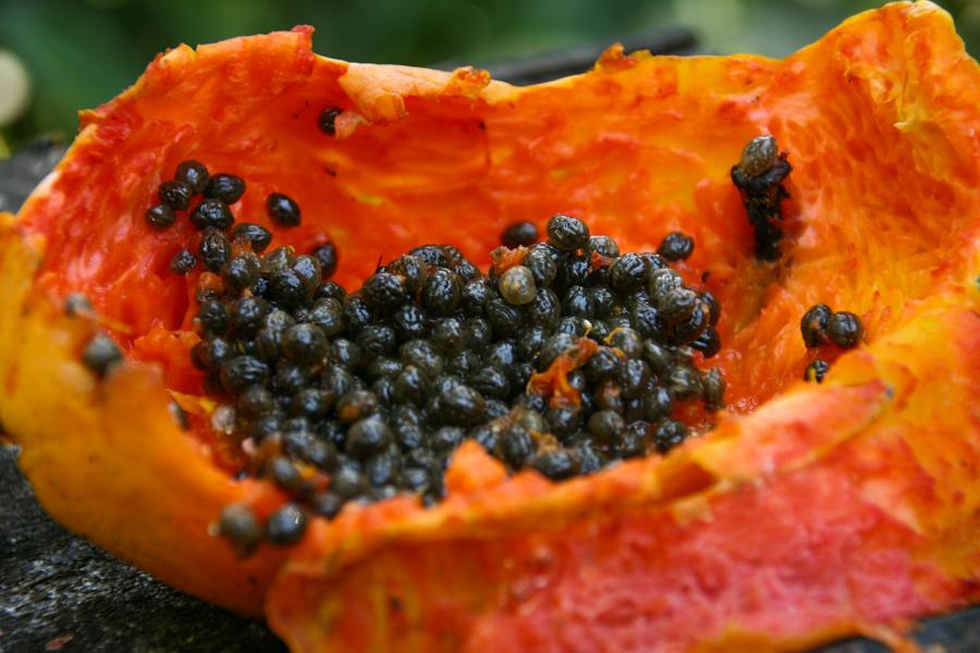 Papaya partida