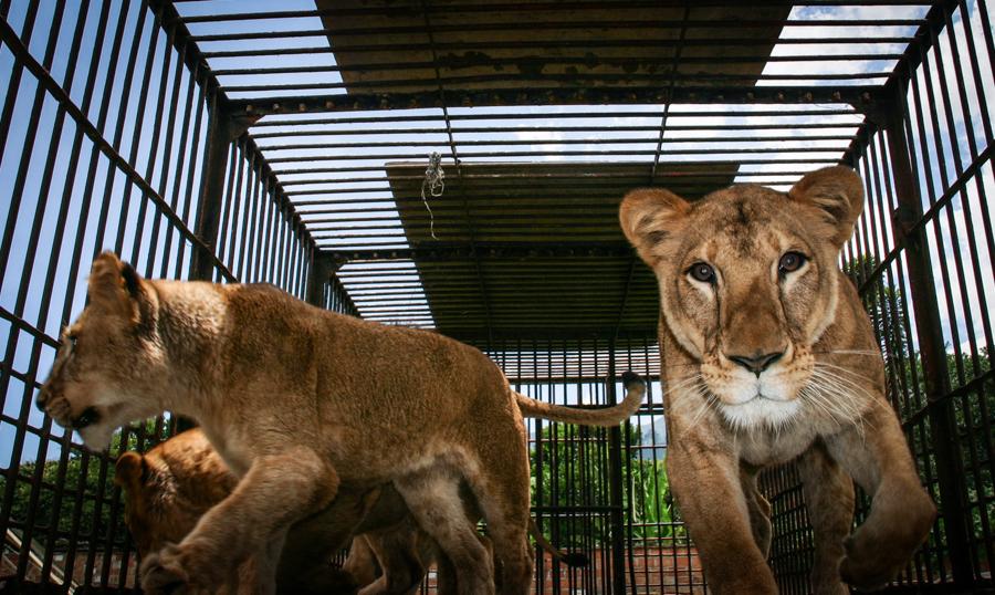 Leones en una jaula