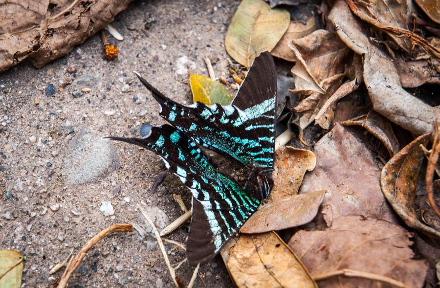 Mariposa Sobre una Hoja