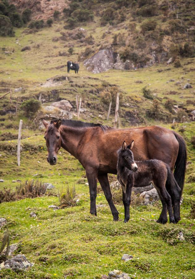 Caballos en el Campo