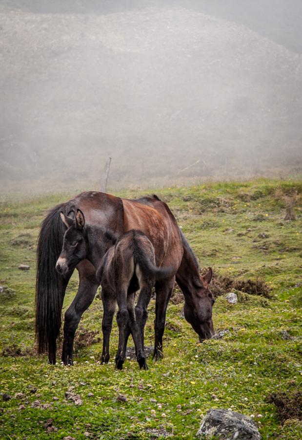 Caballos en el Campo