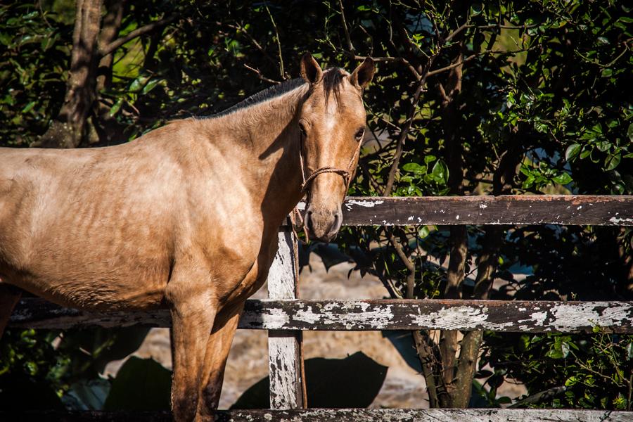 Caballo en el Campo