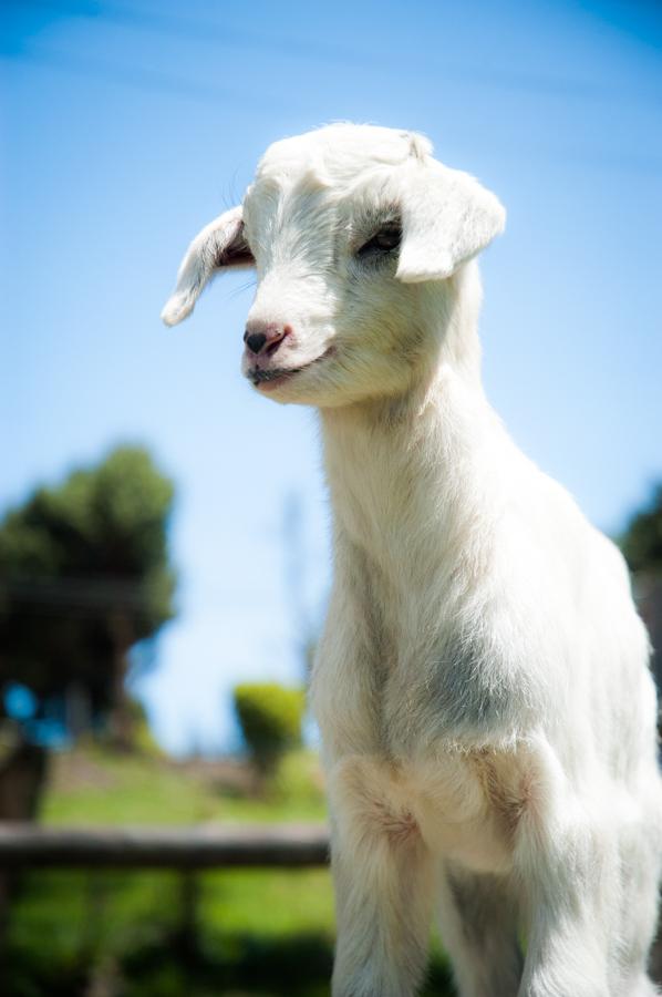 Cabra en el Campo