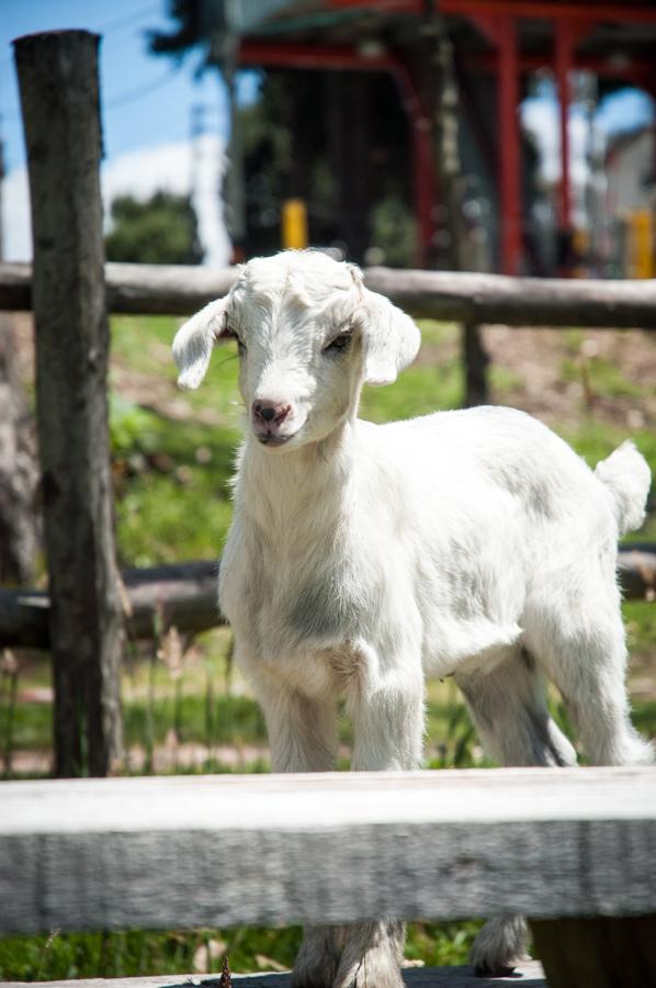 Cabra en el Campo