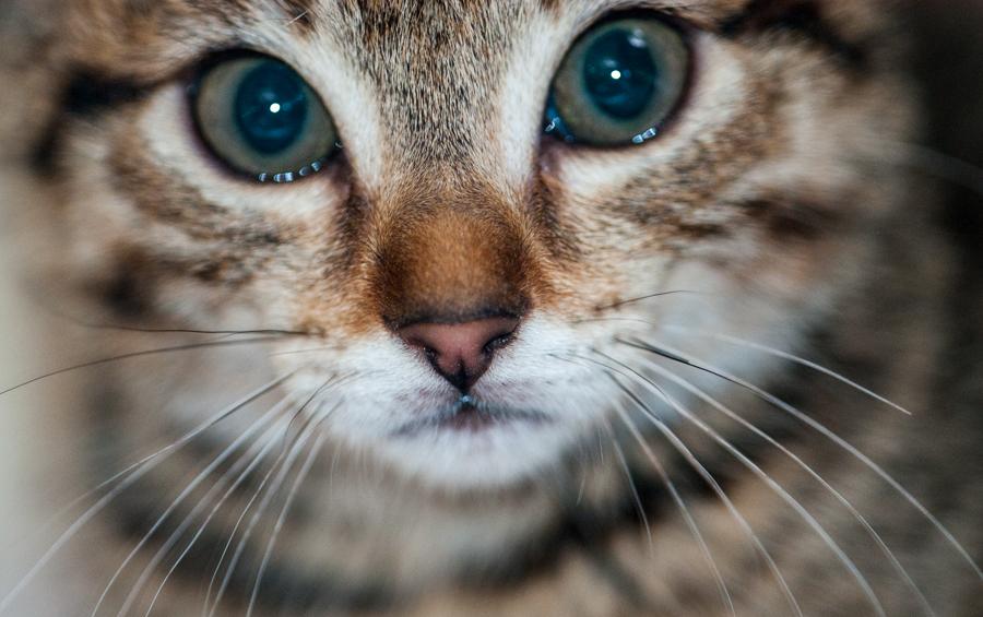 Primer Plano de un Gato