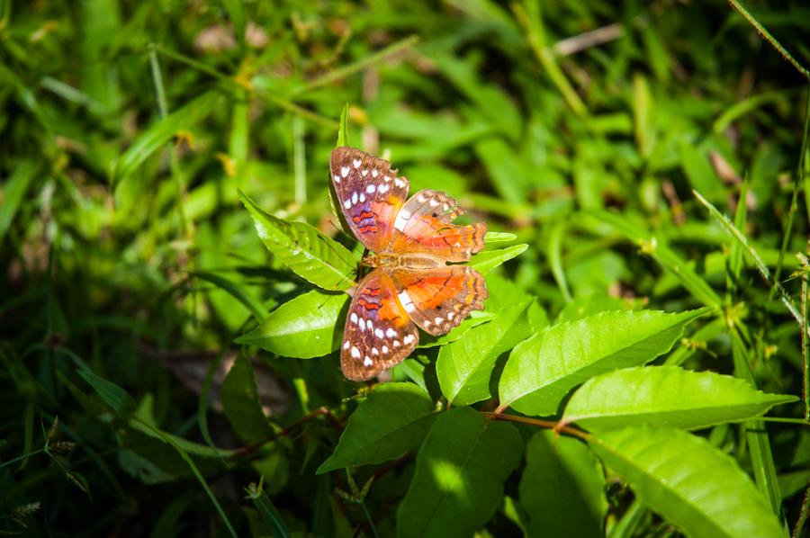 Mariposa Sobre una Hoja