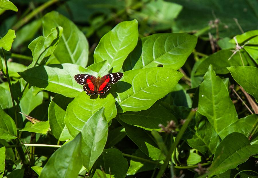 Anartia amathea