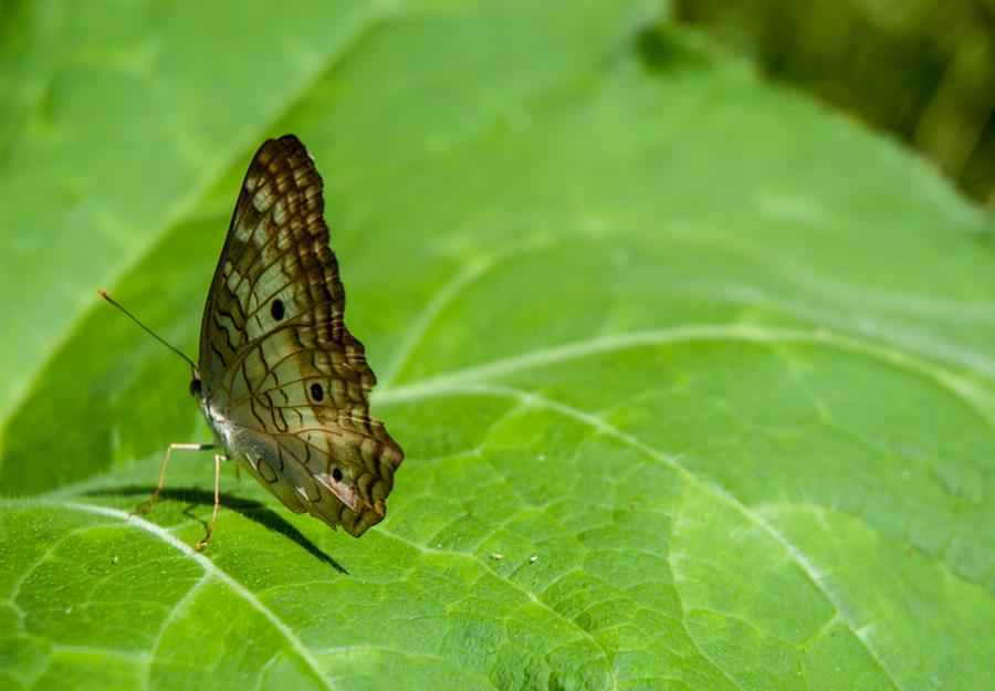 Mariposa Sobre una Hoja