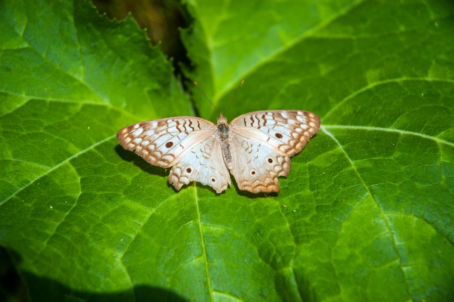 Mariposa Sobre una Hoja