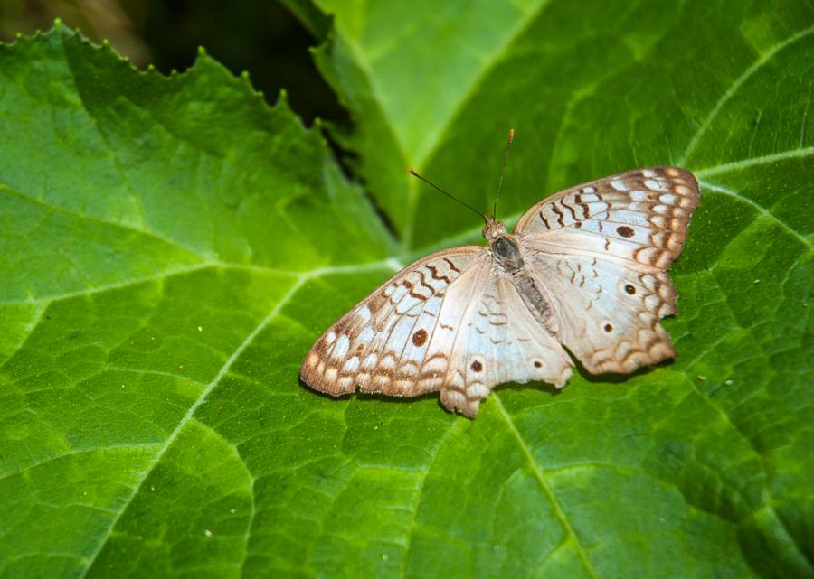 Mariposa Sobre una Hoja