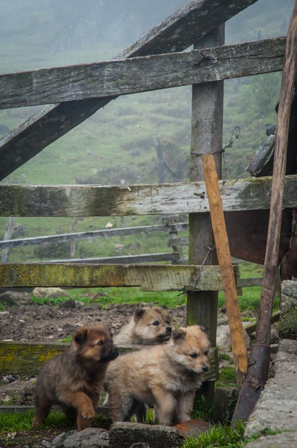 Cachorros en el Campo