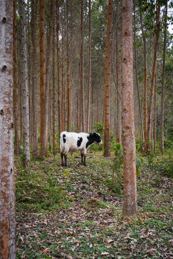 Vaca en el Campo