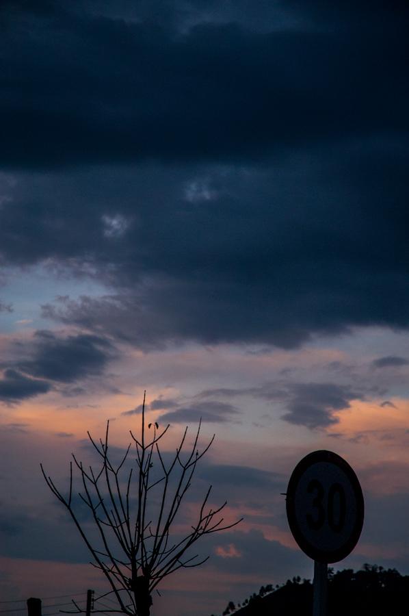 Arbol al Atardecer