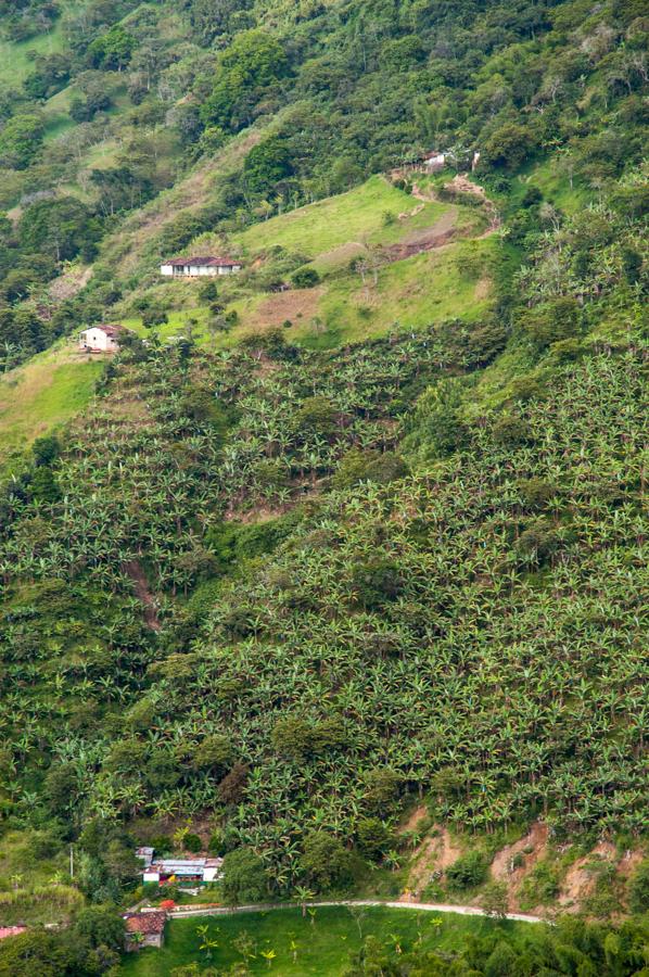 Cultivos en Armenia, QuIndio, Colombia