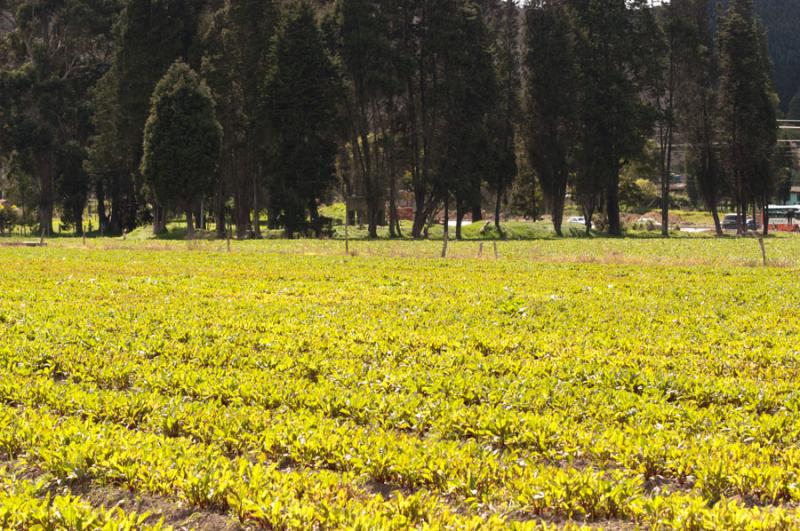 Cultivo de la Sabana de Bogota, Cundinamarca, Colo...