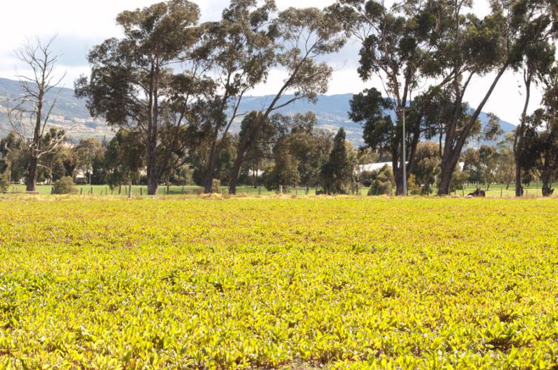 Cultivo de la Sabana de Bogota, Cundinamarca, Colo...