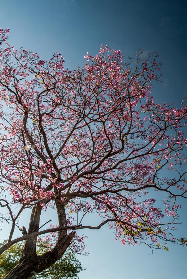 Guayacan Rosado