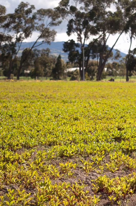 Cultivo de la Sabana de Bogota, Cundinamarca, Colo...