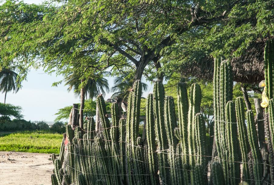 Cerca de Cactus, Guajira, Riohacha, Colombia