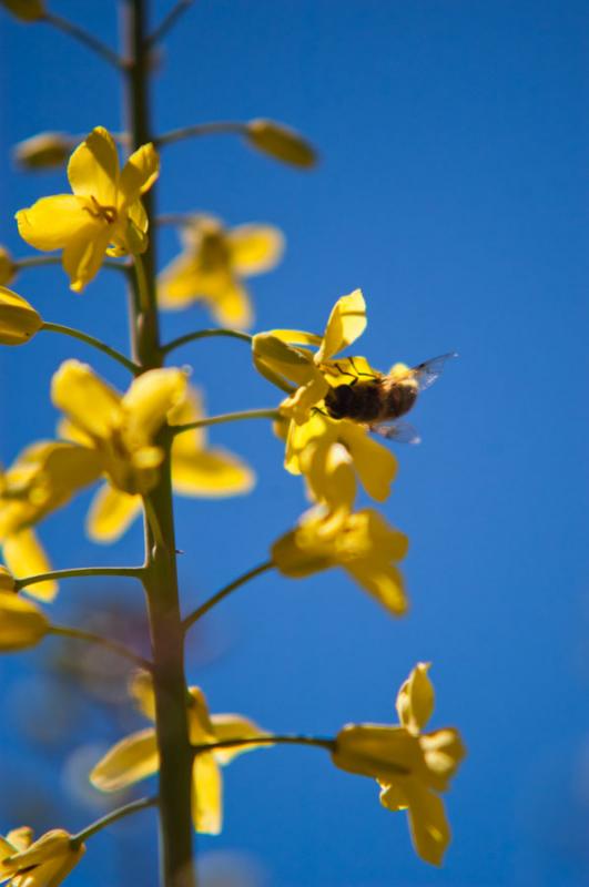 Flor Silvestre