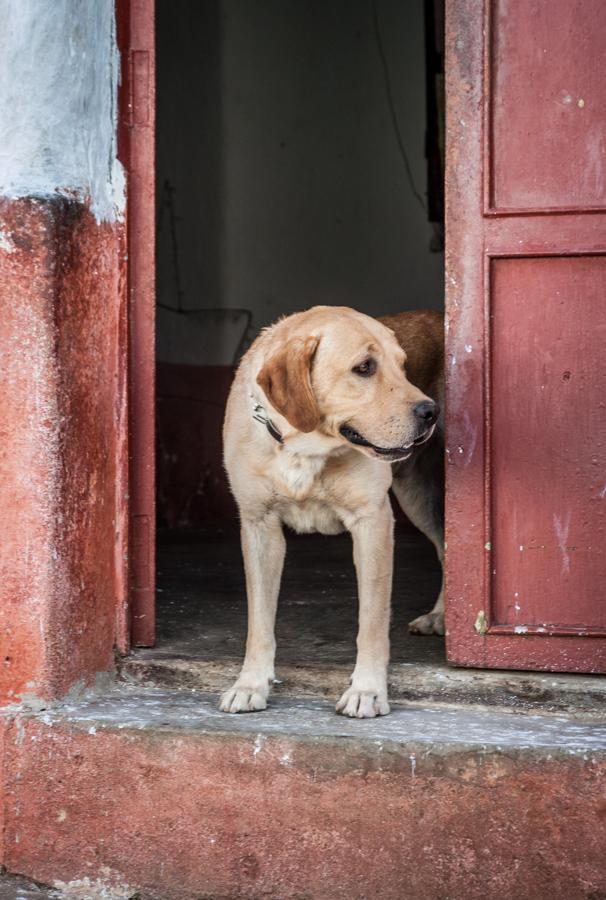 Labrador Retriever