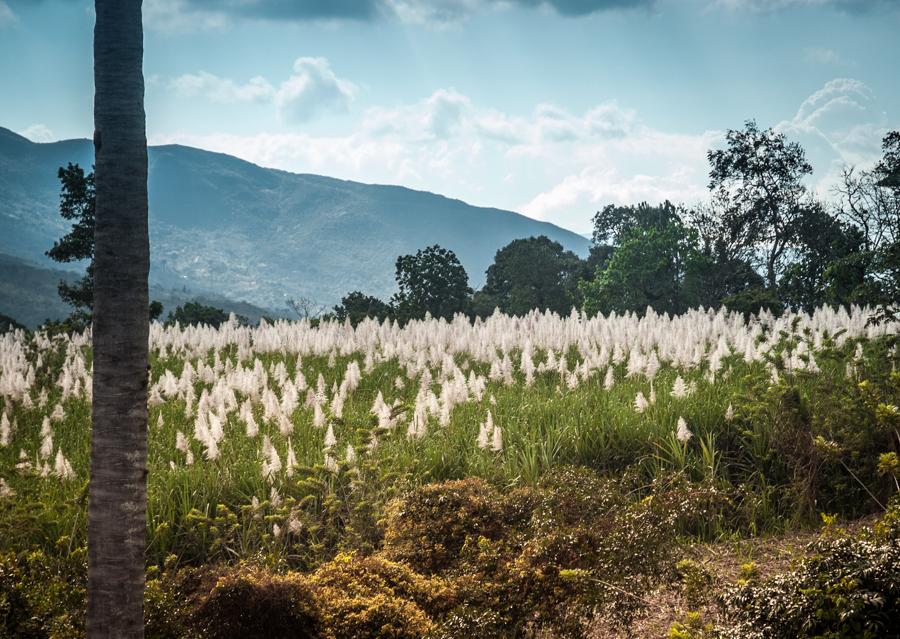 Cultivos en Bucaramanga, Santander, Colombia